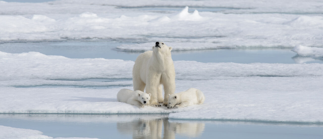 wild-polar-bear-ursus-maritimus-mother-cub-pack-ice